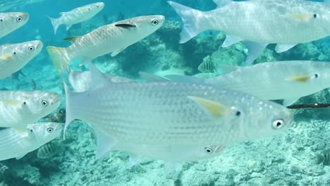 Weiße-Tropische-Fische,-Die-Unter-Wasser-Schwimmen,-Aufgenommen-In-Französisch-Polynesien.-Sonniger-Tag